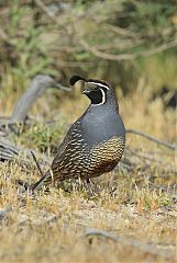 California Quail